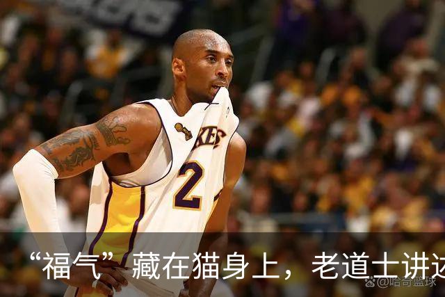 “福气”藏在猫身上，老道士讲述：它爱呆的地方，是守护你家财路