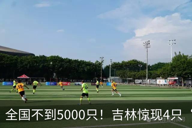 全国不到5000只！吉林惊现4只“四凶之首”，看懵30年老手！